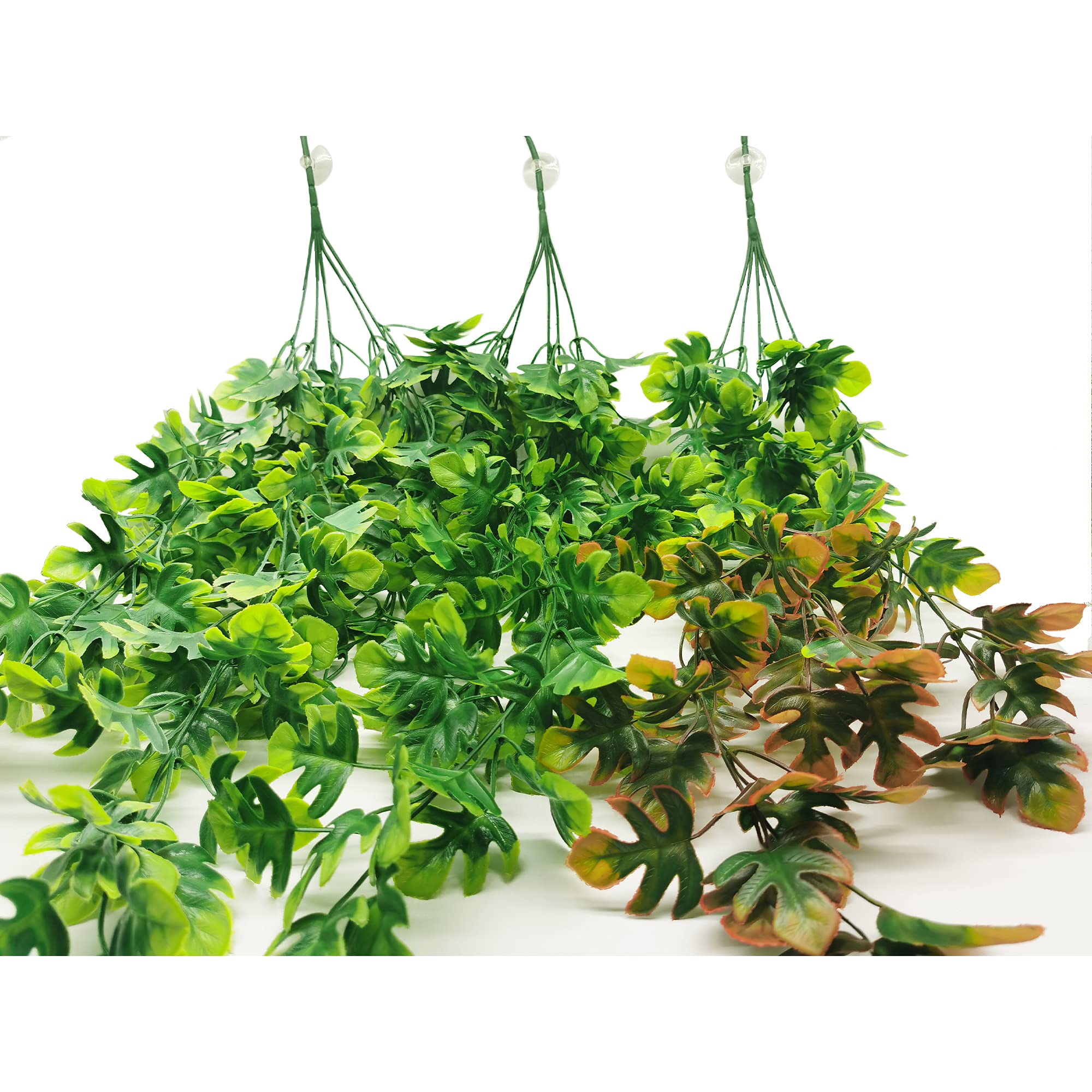 efeu dunkler standort Efeu - Hedera helix