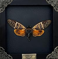 Vista 13 de Mantis Real Enmarcada Creobroter Insecto Muerto Escarabajo Verde Seco Caja de Sombra Flotante 3D Marco de Vidrio Espécimen de Taxidermia