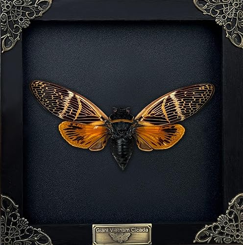 Miniatura 13 de Mantis Real Enmarcada Creobroter Insecto Muerto Escarabajo Verde Seco Caja de Sombra Flotante 3D Marco de Vidrio Espécimen de Taxidermia