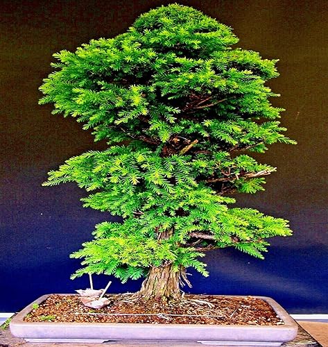 Miniatura 2 de 20 Seeds Cryptomeria Japonica | Semillas de cedro rojo japonés Sugi Evergreen