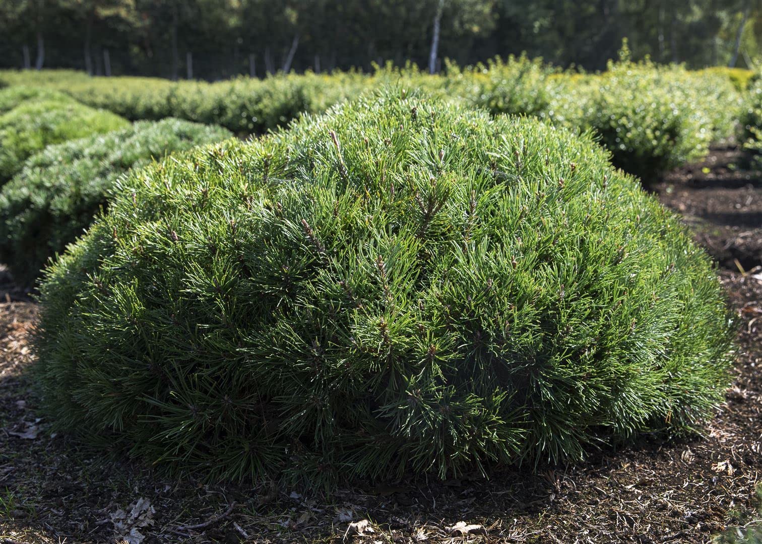 Pinus mugo 'Pumilio' 30–40 cm – Immergrün, Winterhart, Pflegeleicht – Zwerg-Kiefer – Nadelgehölz für Steingarten & Kübel