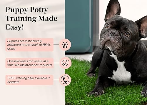 Miniatura 3 de DoggieLawn Orinal desechable para perros hierba real XL
