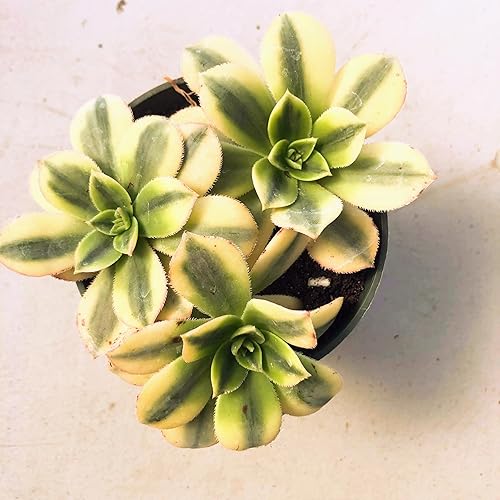 Miniatura 7 de Aeonium Sunburst - Suculenta rara roseta tricolor, planta viva abigarrada en maceta de 4 pulgadas, suculenta tolerante a la sequía de fácil cuidado,