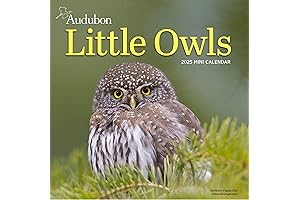 Audubon Little Owls Mini Wall Calendar 2025: A Year of Fluffy, Round, Delightful Owls Calendar