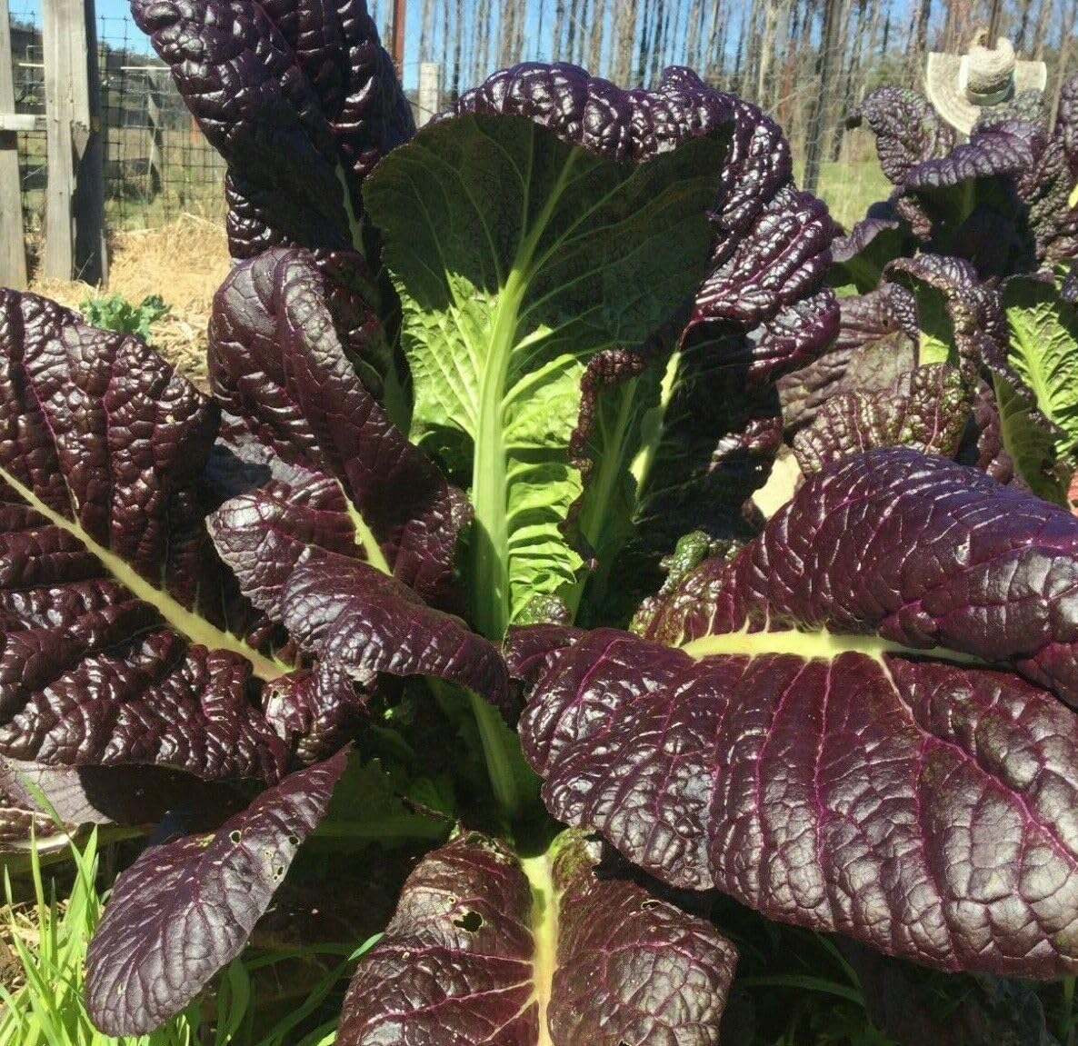 Buy4seeds Organic Mustard RED Giant 1200 Seeds Easy to Use Grow Garden Yard Patio