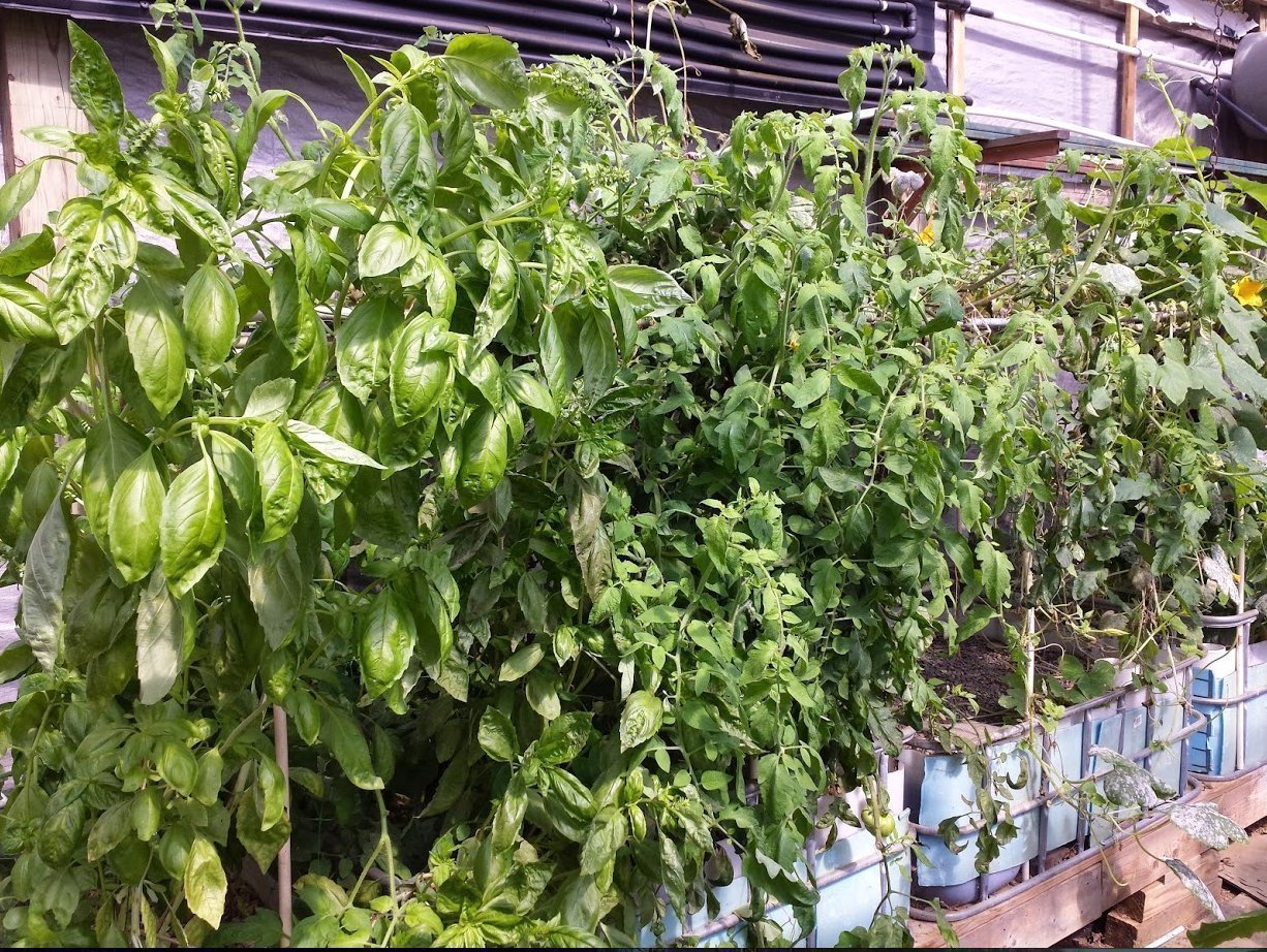 The Importance Of Bell Siphon In Aquaponics Systems | Aquaponics For Beginners