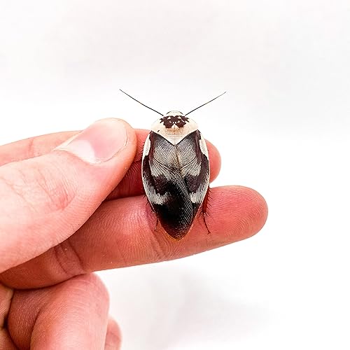 Creation Cultivated - 12ct Centurion Roach (Gyna centurio) - Rare Collector Live Insects Cockroach Starter Colony