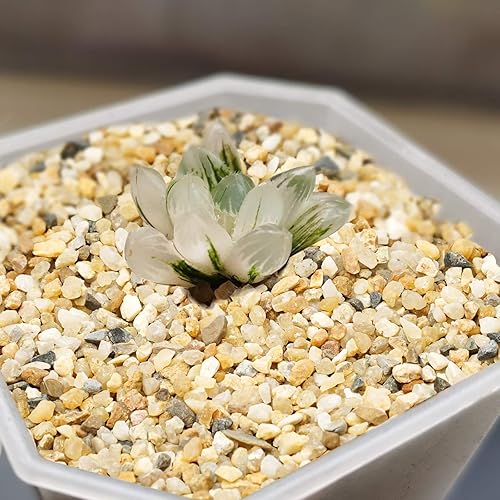 Miniatura 5 de Piedra de arena gruesa  Arena de sílice para plantas, cubierta de suelo suculentas y cactus bonsái DIY arena hortícola, arena decorativa para