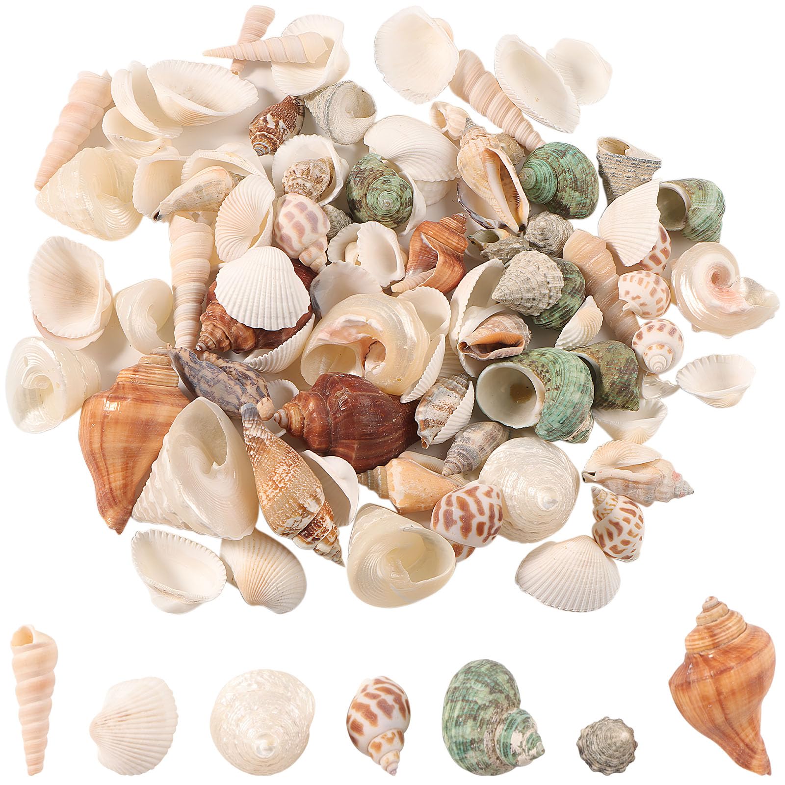 HTTYHT 400g Sea Shells Mixed Beach Seashells 70-90 PCS Various Sizes Beautiful Natural Seashells Starfish Conch for DIY Crafts Beach Themed Party Home Decorations Display Fishtank Supplies