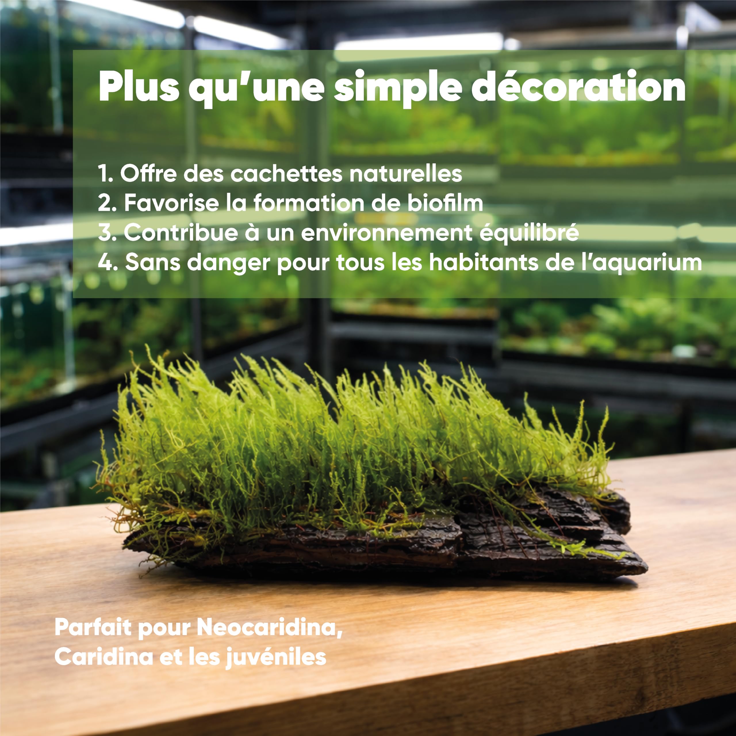 AquaBreedingSkill Mousse Taxiphyllum sp. sur racine ~15 cm – mousse d’aquarium vivante déjà enracinée, décoration naturelle prête à l’emploi pour aquarium d’eau douce