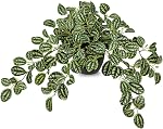 Faux plantes à l'intérieur 17.7in Faux pastèque Peperomia Plant en pot d'or avec des feuilles de rose en soie réaliste Plante artificielle en pot pour la maison Bureau Table Bureau Chambre moderne Décor