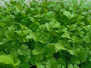 Parsley Herb Plug Plants "Grow Your Own" Herbs 'Ready to Plant Now' Young Herb Plants (3)