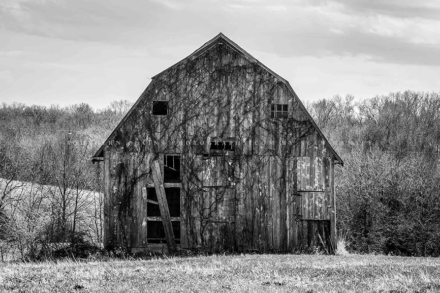Amazon.com: Country Photography Print (Not Framed) Black and White Picture of Rustic Barn Covered in Vines in Missouri Rustic Wall Art Farmhouse Decor (4 amazon-com-country-photography-print-not-framed-black-and-white-picture-of-rustic-barn-covered-in-vines-in-missouri-rustic-wall-art-farmhouse-decor-4-x-6-home-kitchen
