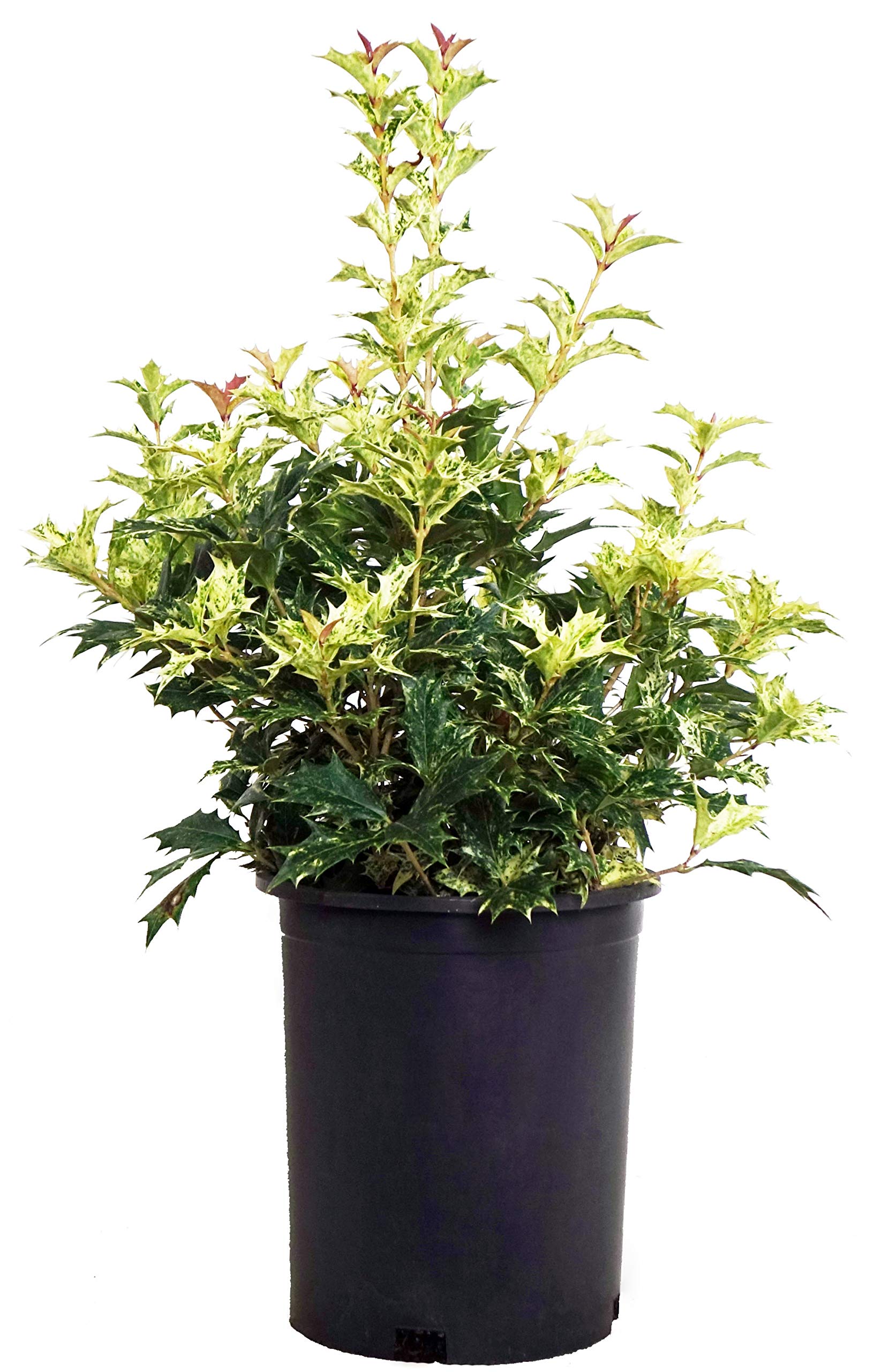 Green Promise Farms Goshiki False Holly