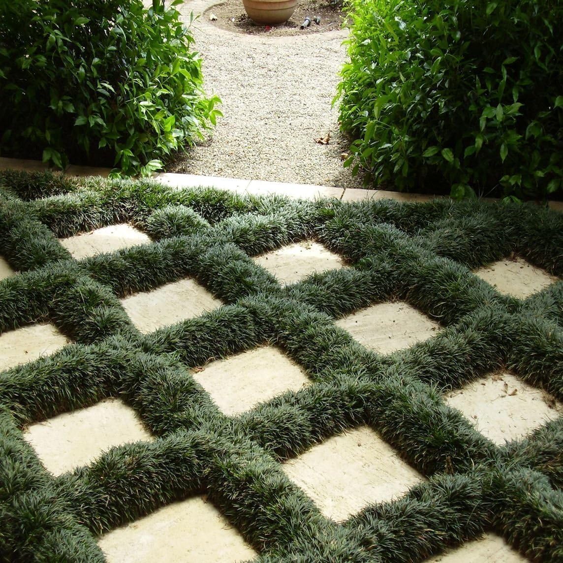 Dwarf Mondo Grass | 10 Live Plants | Ophiopogon Japonicus | Ground Cover Plant, Shade Tolerant Grass, Low Maintenance Landscaping, Evergreen Foliage, Dense Green Carpet, Drought Tolerant