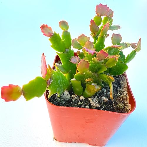 Miniatura 5 de Plantas suculentas vivas, variedades variadas en dos tamaños de maceta, plantas de fácil cuidado para interiores y exteriores, GNEM (Schlumbergera