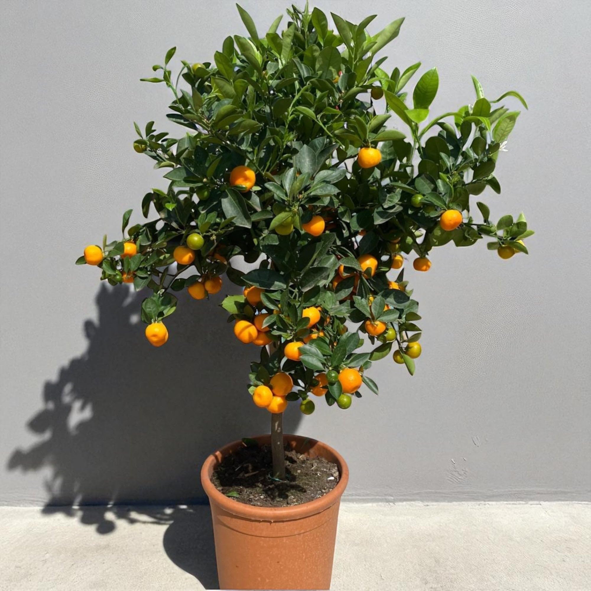 Calamondino Citrus × microcarpa, Pianta di Agrume da Frutto in Vaso, Verde, 100 cm