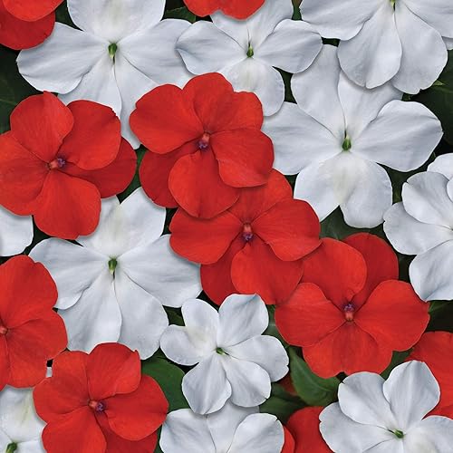 Outsidepride Impatiens - Plantas de flores de jardín de sombra roja y blanca para macetas, cestas colgantes, contenedores, cajas de ventana, 200