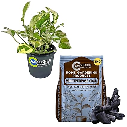 Sushila Agrofert's Money Plant N joy Ornamental Indoor Good Luck Plant and Sushila Agrofert Multipurpose Charcoal for Barbecue Grill, Pooja Havan, Dhoop, Gardening 3KG