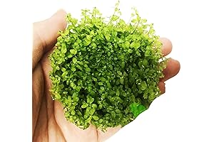 Pearlweed Aquarium Plant Live: Micranthemum Micranthemoides Tissue Culture Vitro Cup Freshwater Carpet...