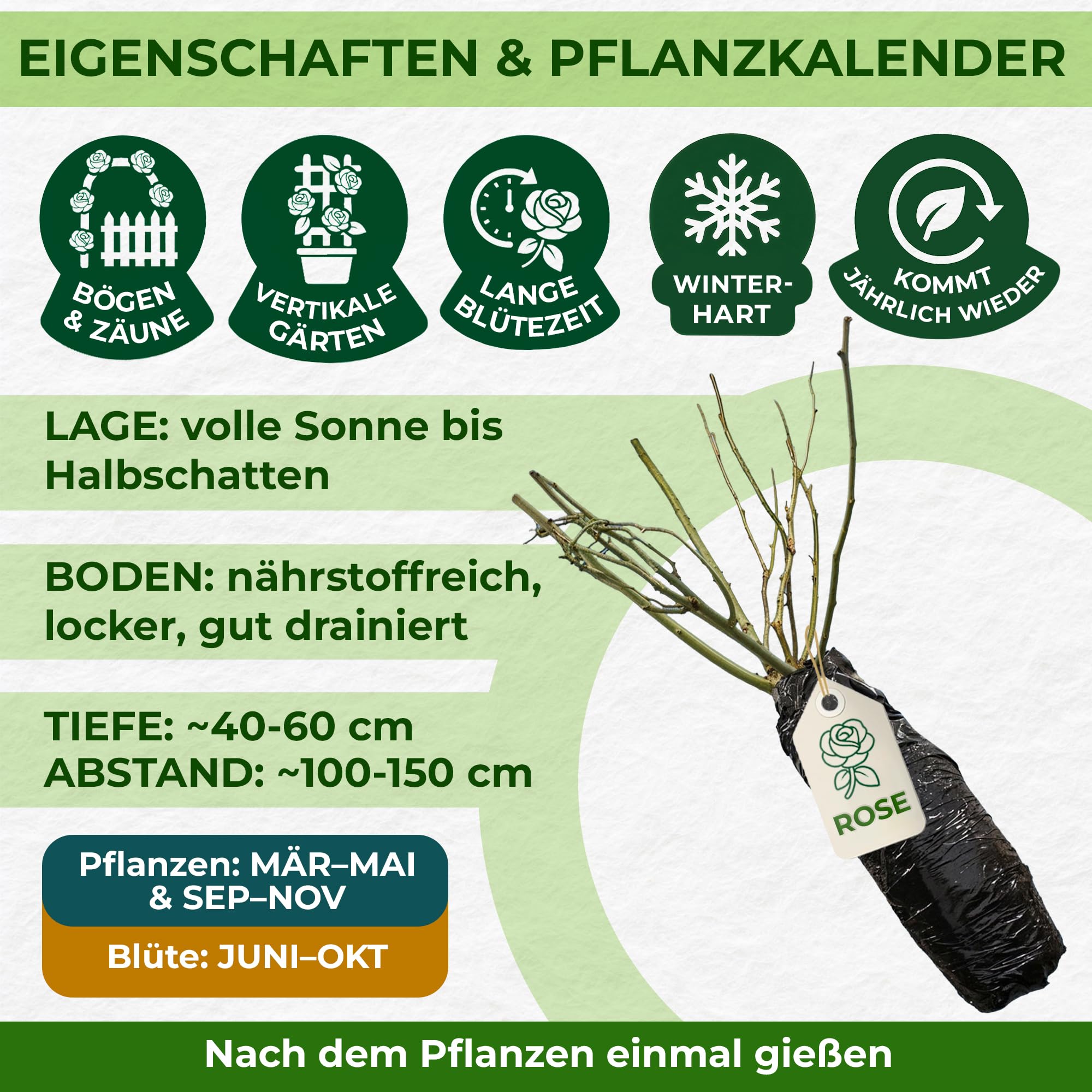 Rosen Kollektion - 3 Pflanzen - Stauden Winterhart Mehrjährig | Duftende Echte Rosen aus Holland, für Garten & Rabatten (keine Samen, nicht künstlich)
