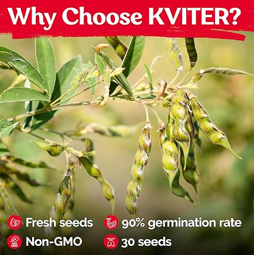 Miniatura 5 de 10 plantas de espárragos de JERSEY KNIGHT  coronas de raíz desnuda -- Orgánico sin OMG