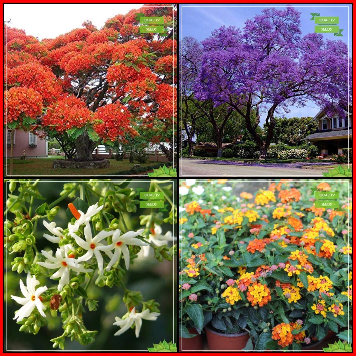 OhhSome Garden Seeds Combo Tree Seeds : Blue Jacaranda, Gulmohar, Har Singar, Tickberry Tree Seeds Kitchen Garden Pack - Eco (B07XKRSCG6) Amazon Price History, Amazon Price Tracker