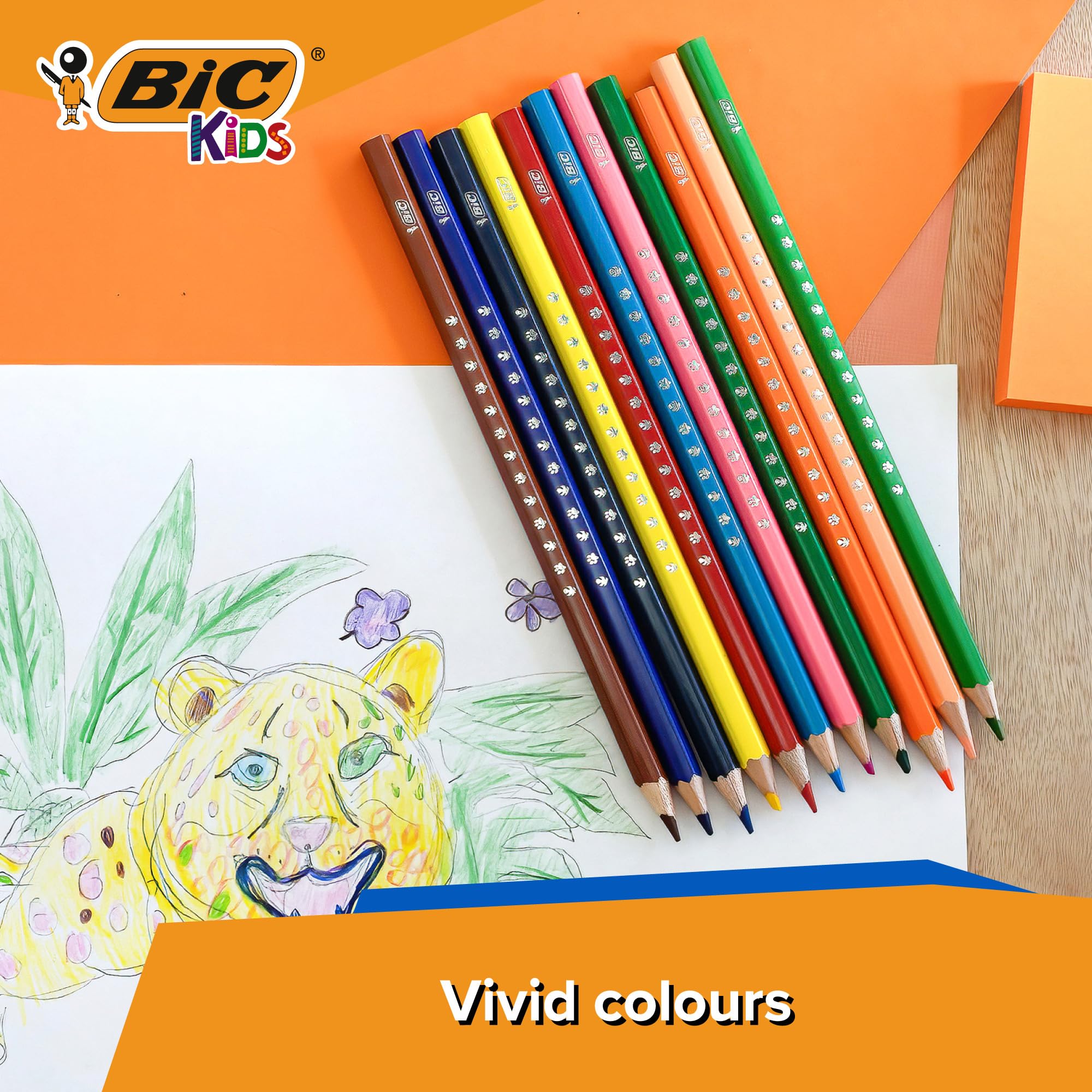 BIC Kids Wood Colouring Pencils Assorted Vivid Colours Pack of 36, multicoloured, 1 count (Pack of 36) - Image 3