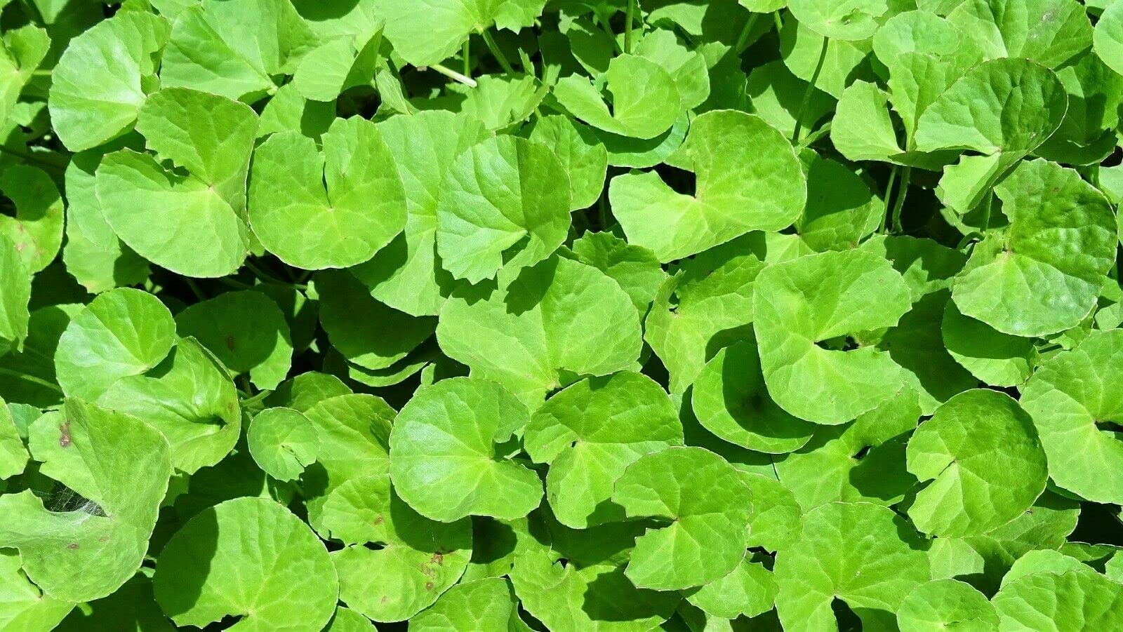 ALEXI Gotu Kola Se-EDS Centella Asiatica Se-EDS - Rau Ma Se-EDS - Indian Pennywort Se-EDS - Asiatic Pennywort Se-EDS for Planting (100)