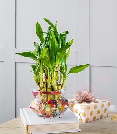 Nurturing Green Bamboo Plant (2 Layer) in Glass Pot | Gift Plants For Birthday | Bulk Gifting | Housewarming Gifts For New Home | Return Gifts For House Warming Ceremony/Birthday Party For Kids
