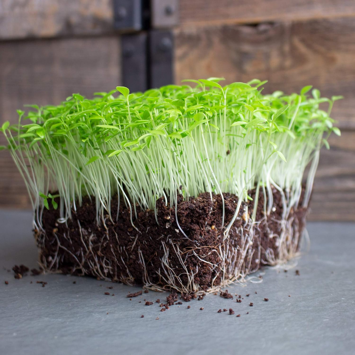 Parsley Microgreens Seeds - 5 Lb Bulk ~1.4M Seeds - Grow Non-GMO Micro Parsley Herb Greens - Premium Seed - High Germination Rate