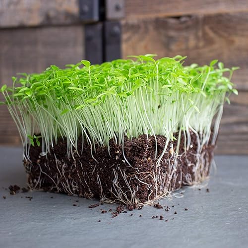 Miniatura 3 de Semillas de microgreens de perejil  1 libra  288,000 semillas  Cultivar hojas de hierbas de perejil sin OMG  Semillas de primera calidad  Alta tasa