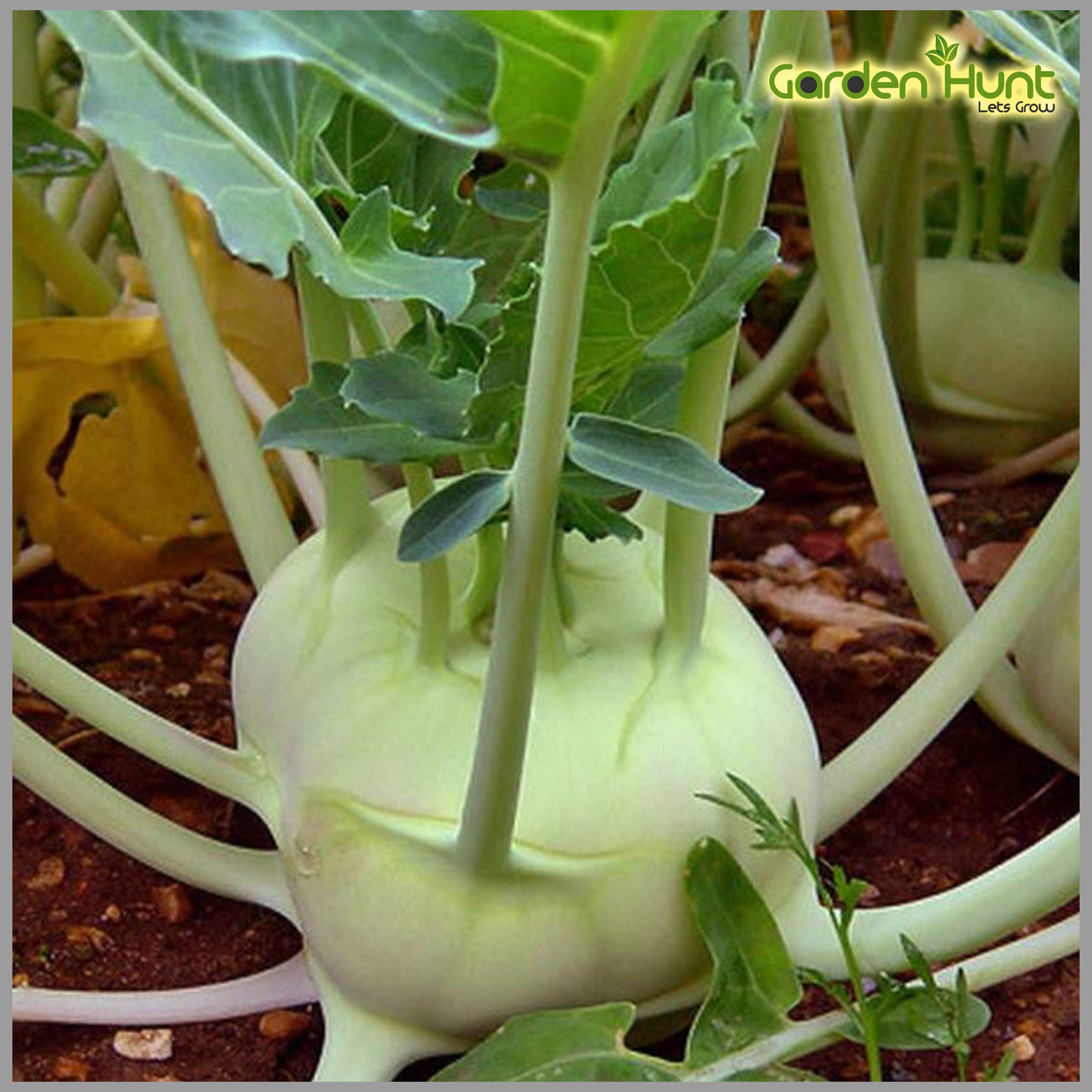 Knol Khol White (Kohlrabi/Noolkol) Traditional Seeds (Pack of 50 Seeds)- GardenHunt (B088CP6DMC) Amazon Price History, Amazon Price Tracker