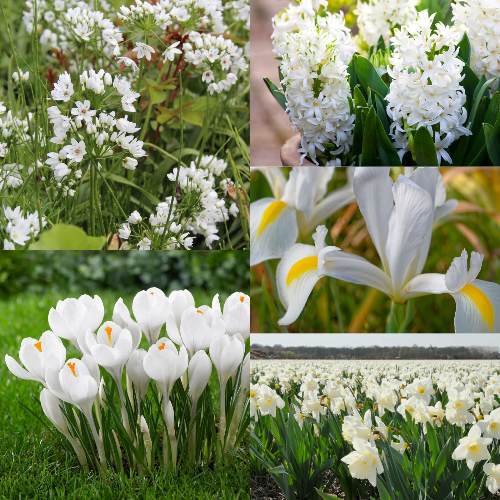 Carbeth Plants - White Mixed Spring Bulb Collection - 50