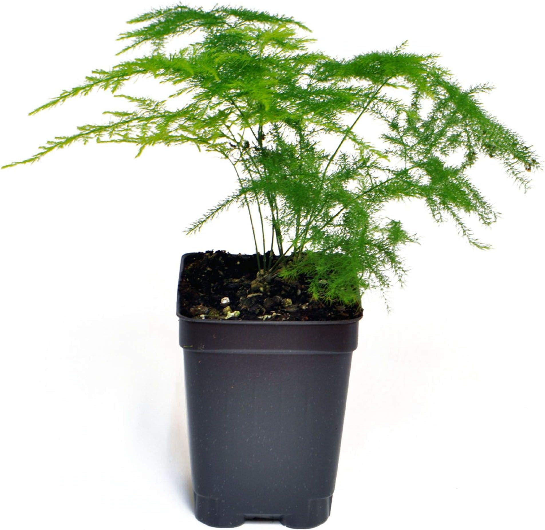 Asparagus setaceus, Asparagus Plumosa Nanus, Plumosa Fern, 3" (2.6x3.5")