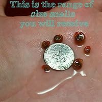 Vista 5 de ¡Más de 9 caracoles Ramshorn vivos para acuario o estanque, limpieza de algas! ¡Envío diario!