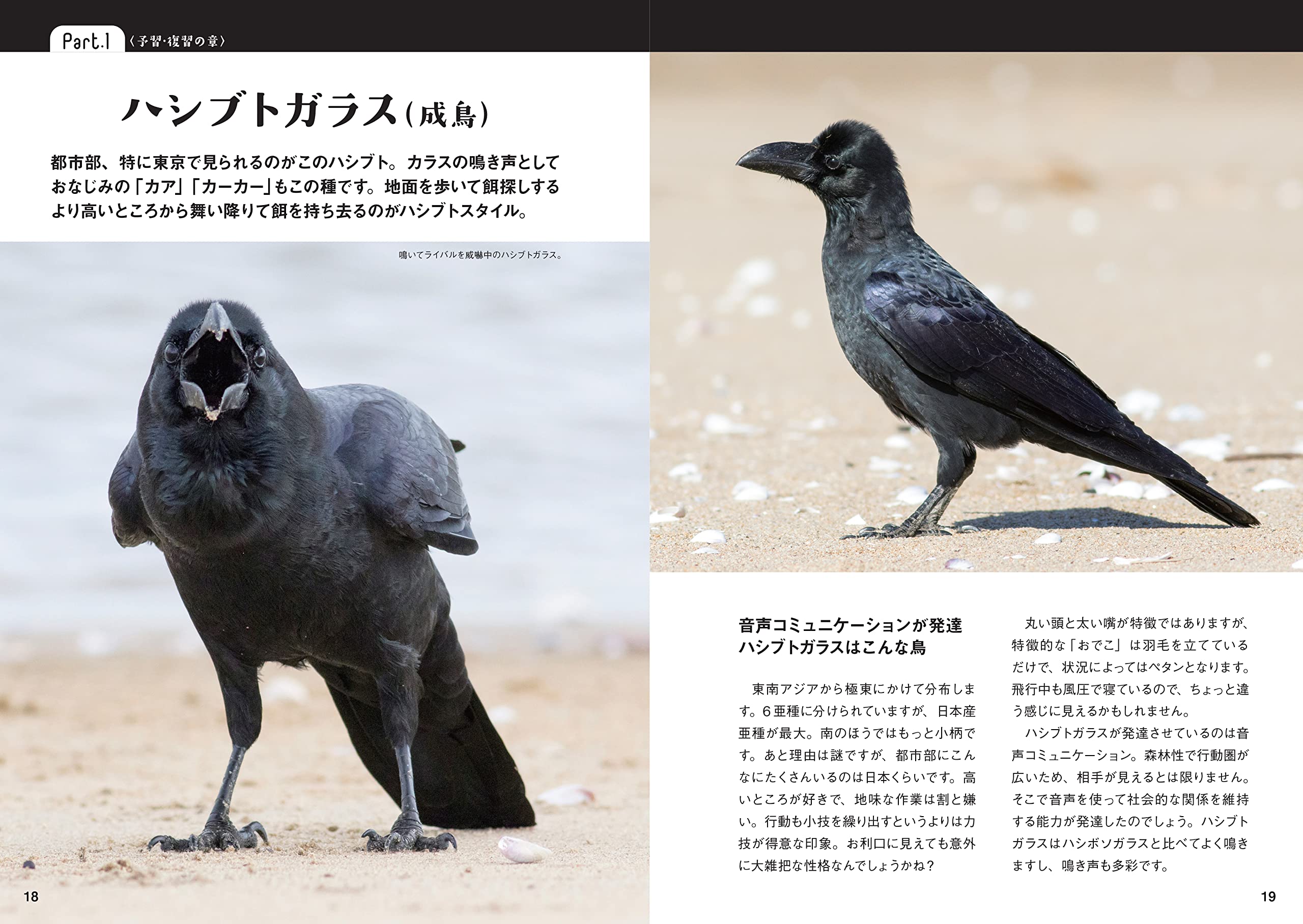 にっぽんカラス遊戯 スーパービジュアル版 松原始 ポンプラボ 宮本桂 本 通販 Amazon