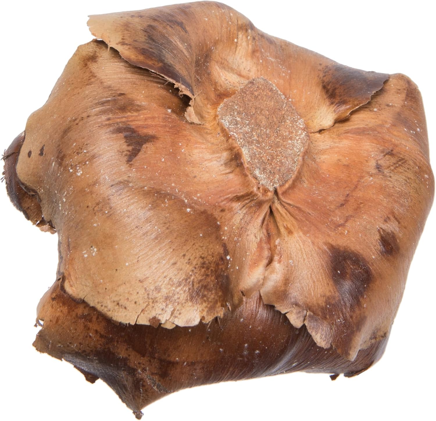 Vickerman Natural Botanicals 2.75" Palm Cap, Natural. Includes 100 Pieces per Pack.