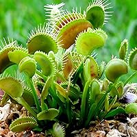 Vista 6 de Mezcla para macetas de orquídeas, corteza de orquídea, 1 cuarto de galón y musgo esfagnum, mezcla de tierra de 1 cuarto de galón, totalmente natural