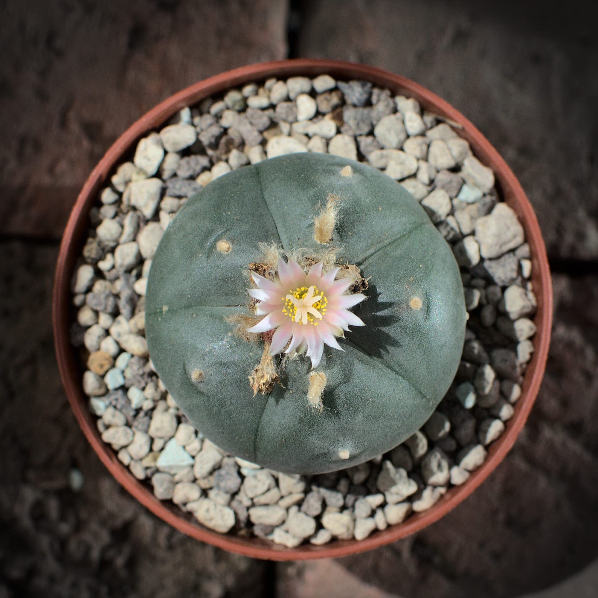 Lophophora williamsii, peyote 5cm : Amazon.de: Garten