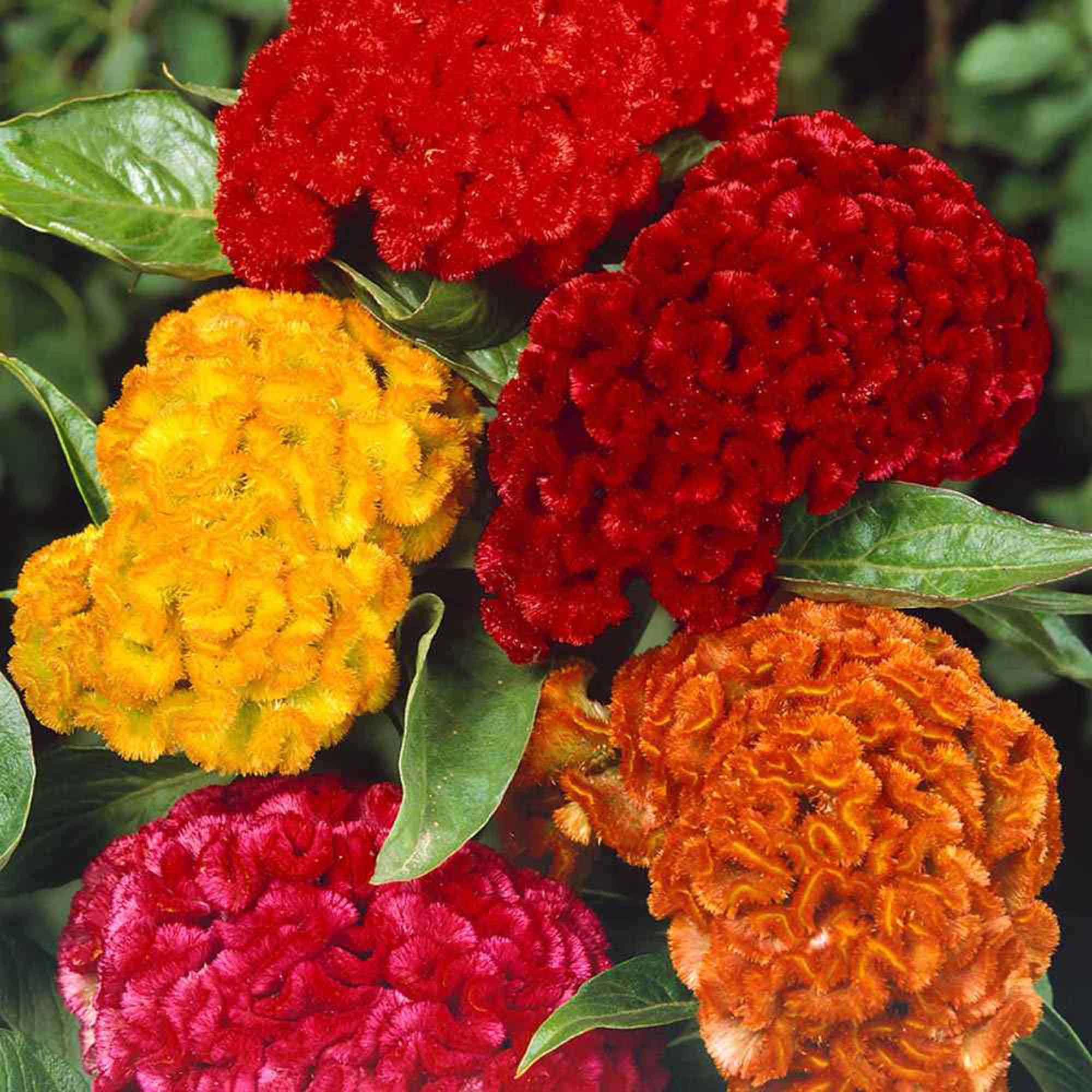 300+ Celosia Cristata Mixed Cockcomb Flower - No-GMO Silver Cock’s Comb Woolflowers Exotic Flowers for Garden