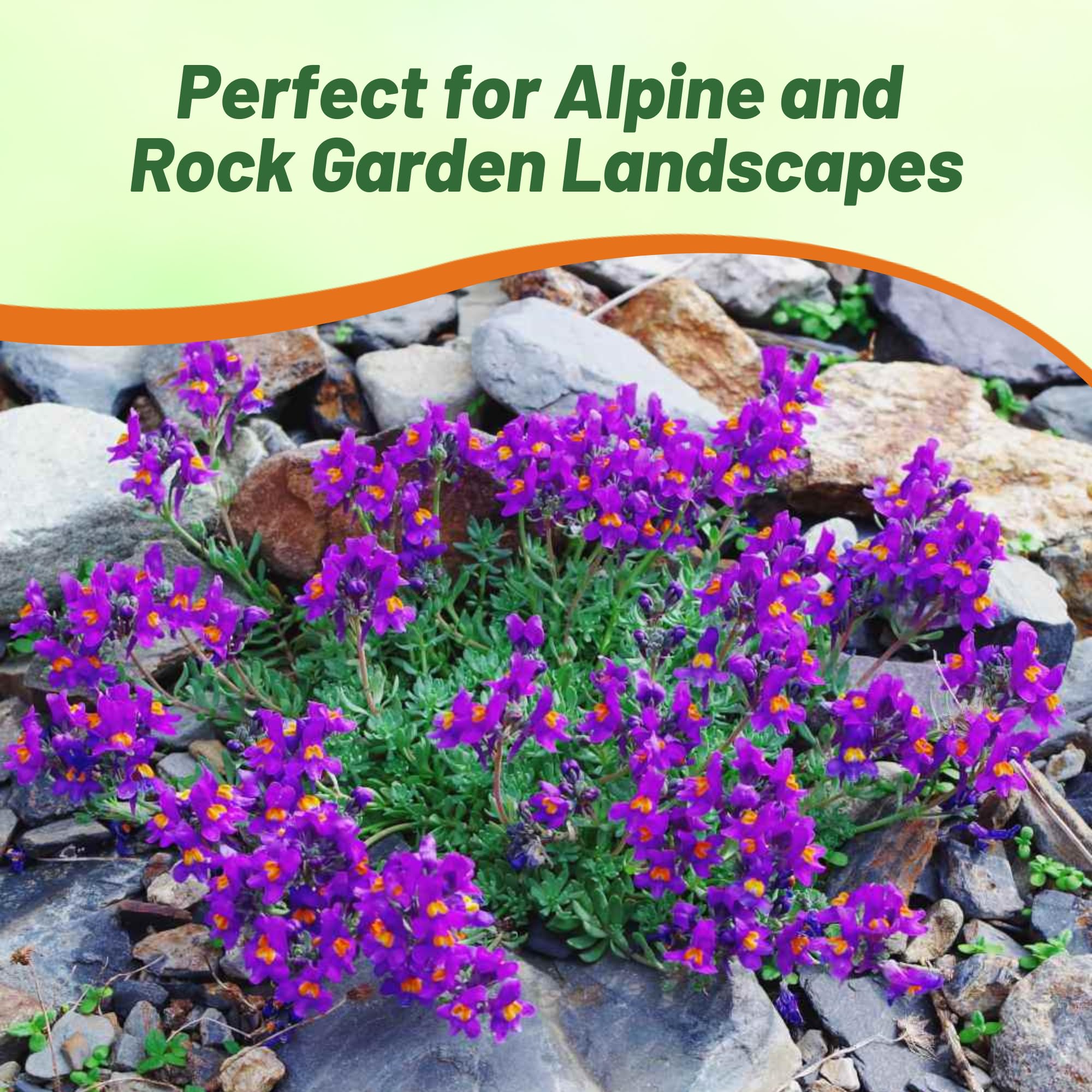 Amazon.com : Outsidepride Linaria Alpina Alpine Toadflax Ground