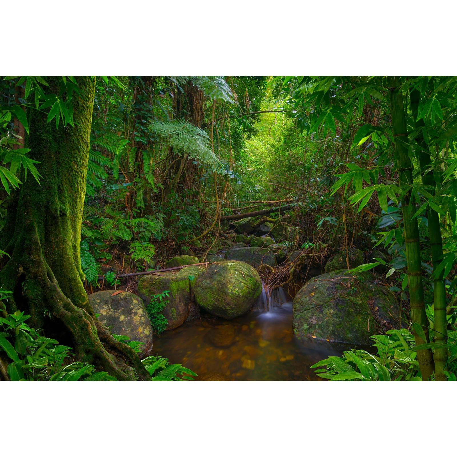Forest Aquarium Background Jungle Rainforest Stream Terrarium Background Lush Green Trees with Moss Fish Tank Background Forest Stream Rock Reptile Habitat Background Poster Vinyl 36x20in