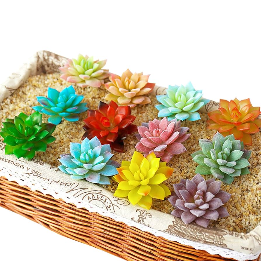 専用コーナー　多肉植物 鵜飼様のご確認用コーナーですm(__)m。 多肉植物