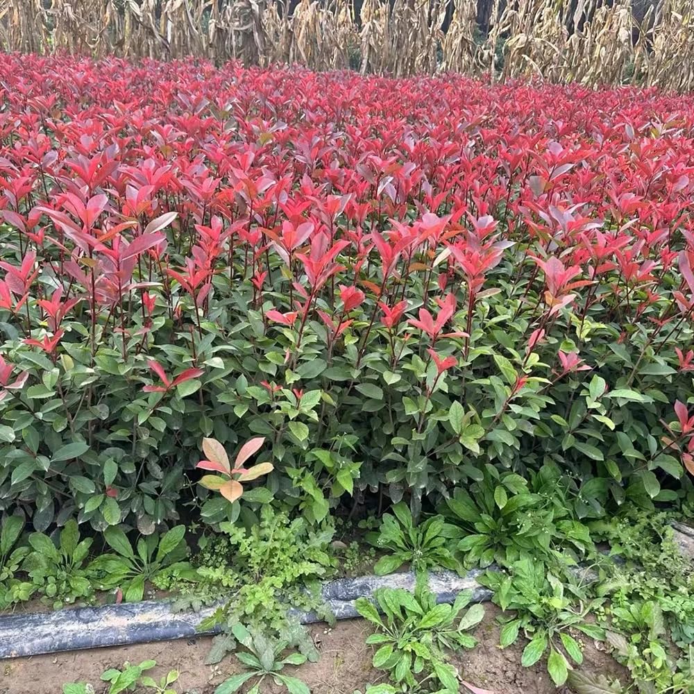 Semillas de photinia Red Robin, orgánicas, resistentes para balcón. jardín de interior, variedades tradicionales, 300pcs