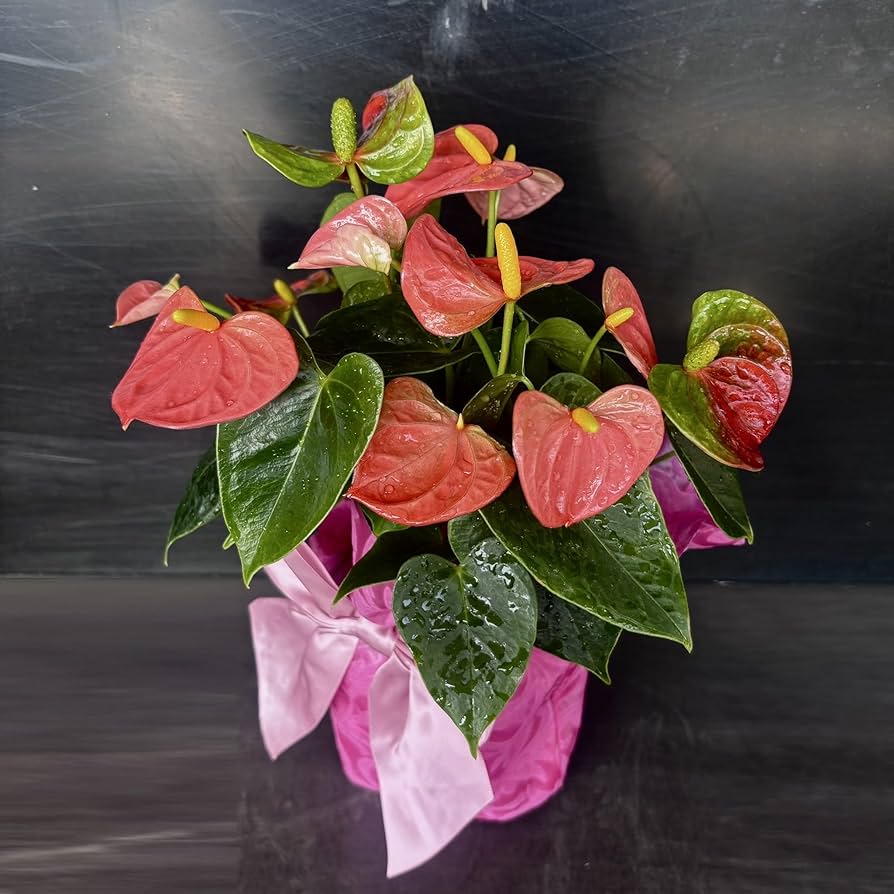 ＊アンスリウム　ロムズレッド　4号＊ アンスリウム ロムズレッド 4号＊ アンスリウム：チャンベル