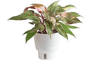 Costa Farms Pink Princess White Wizard Philodendron: Tranquil Ambiance for Your Indoor Haven