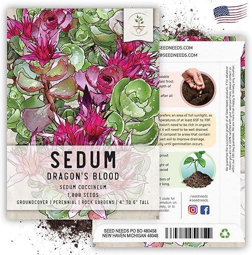 Miniatura 6 de Seed Needs Semillas de sedum para plantar suculentas de sangre de dragón, reliquia y flores polinizadas abiertas para plantar un jardín de hadas de