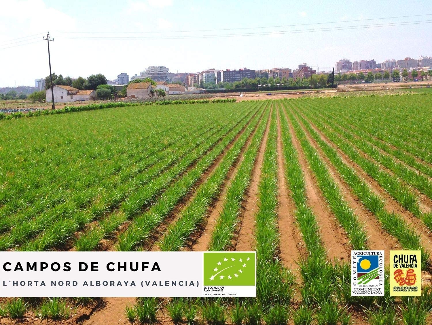 Chufa ecológica BIO 1 Kg Atmósfera protectora D.O. València - Món Orxata. Ideal para consumo en crudo o para elaboración de horchata. Conservar a menos de 15º