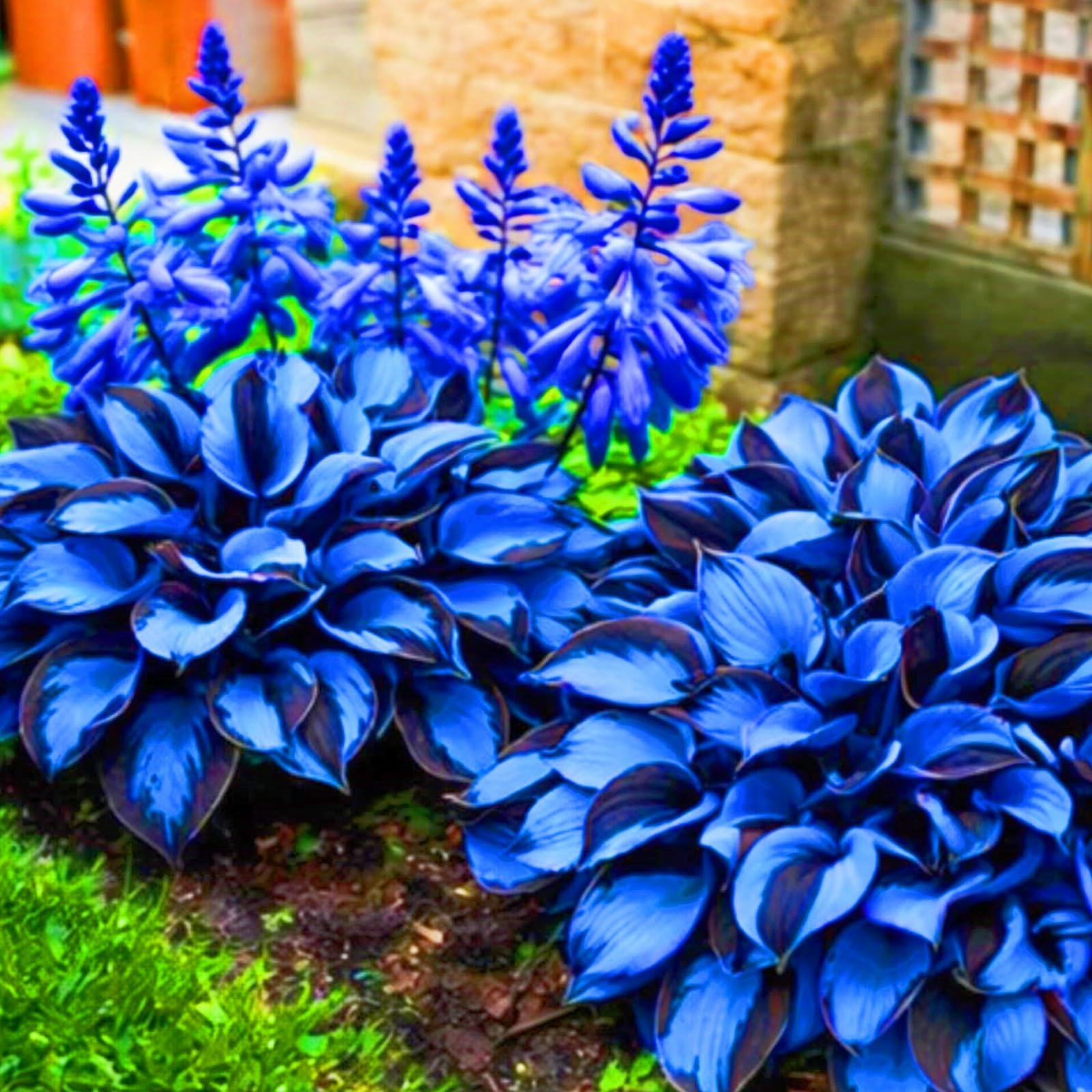 Midnight Blue Hosta Plants Midnight Blue Hosta Bulbs-Hostas Plants Perfect for The Garden -Landscaping-Excellent Displays-4bulbs-h